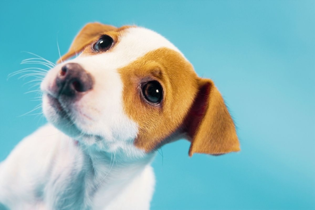 Aplicació de feromones canines per reduir l’estrès durant l’ingrés veterinari.

