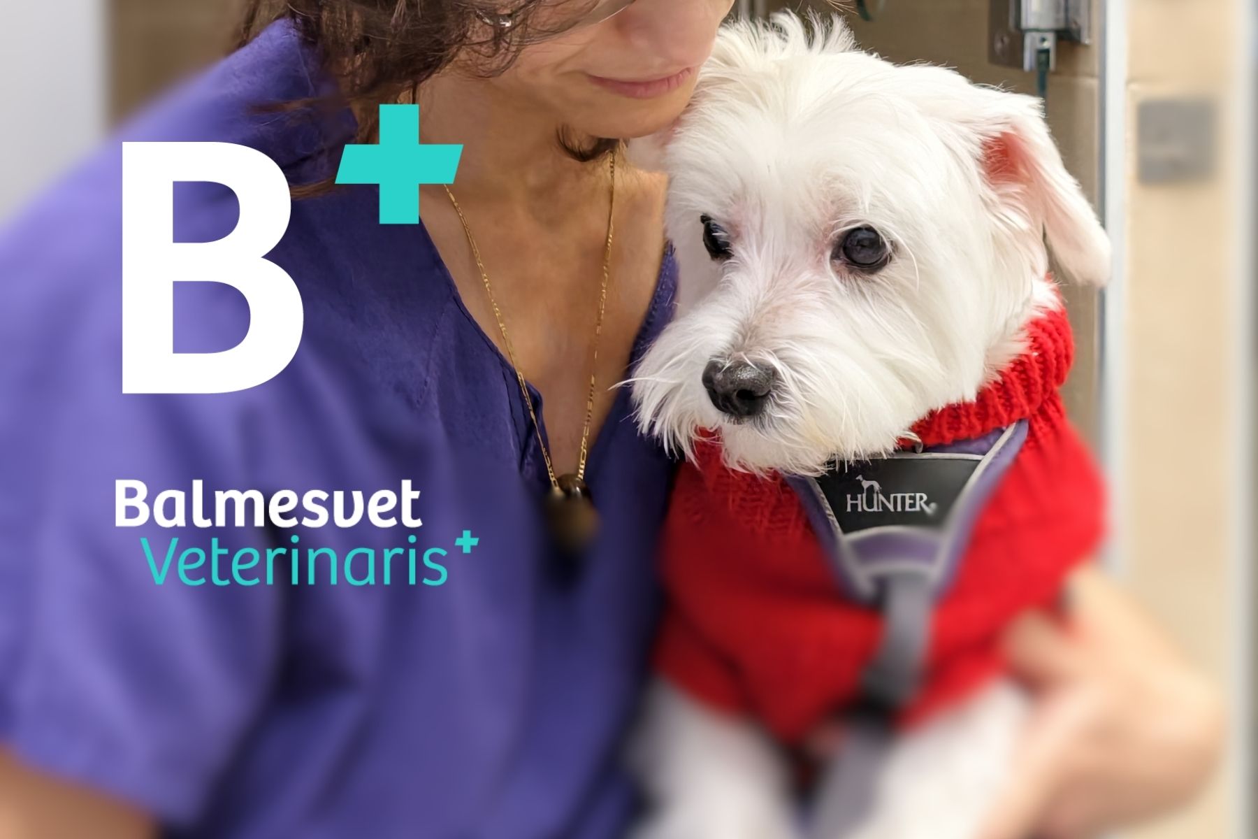 Hospitalización canina en Barcelona en el hospital veterinario Balmesvet.
