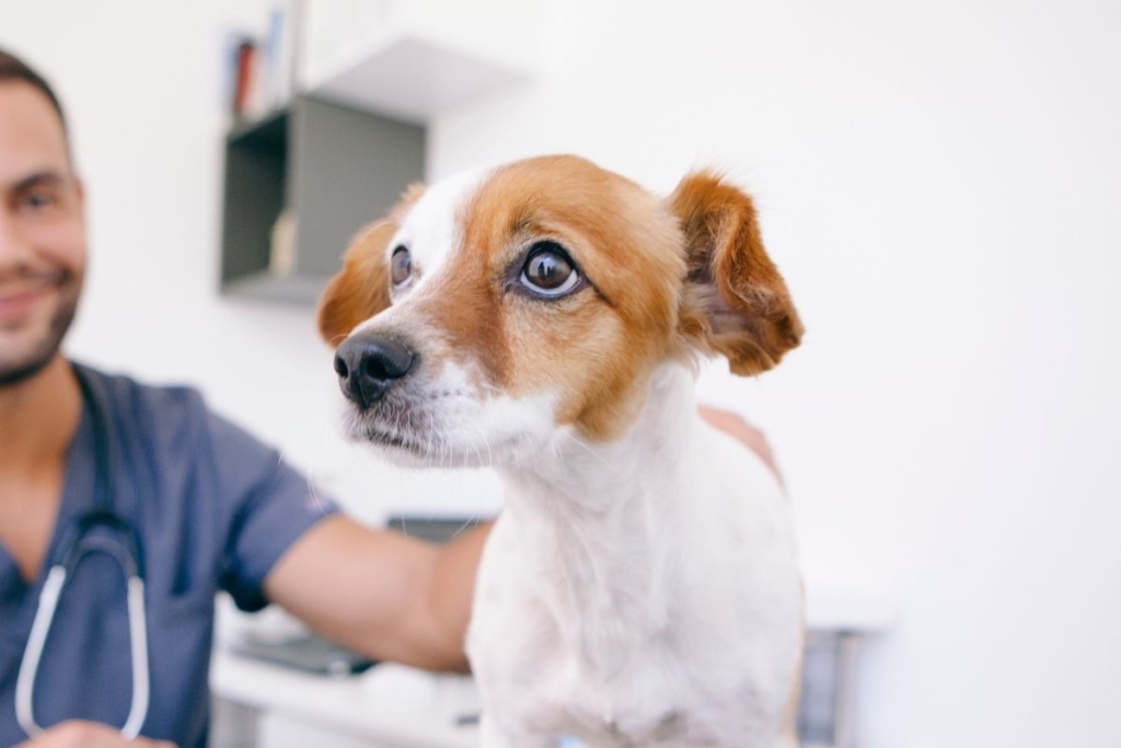 Gos hospitalitzat recuperant-se en clínica veterinària a Barcelona.

