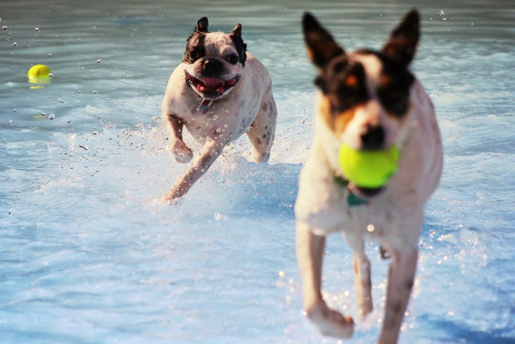 gossos jugant a l’Aqua Park Canino de la Roca del Vallès.