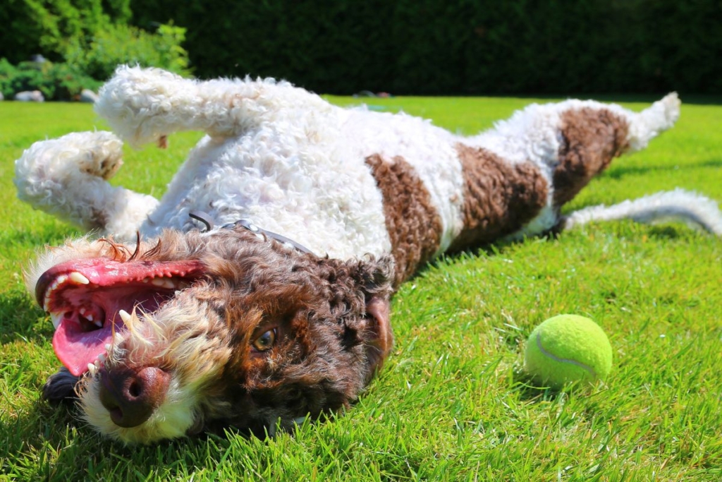 perro jugando con una pelota durante una actividad de verano.
