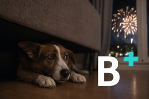Perro con miedo a los petardos durante Sant Joan en Barcelona mostrando signos de ansiedad y alerta.
