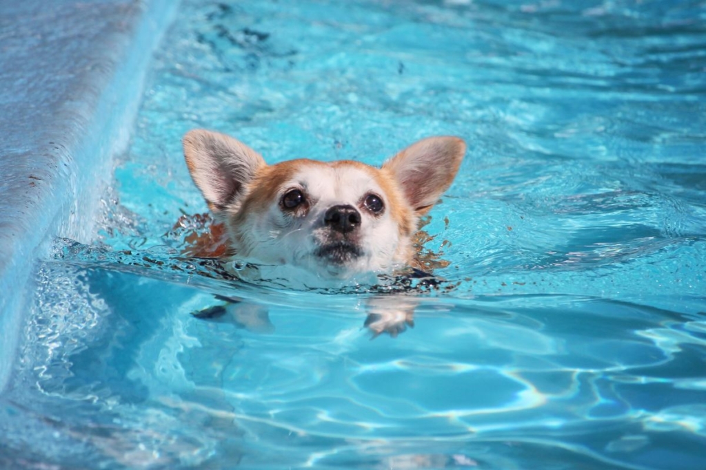 gos en piscina terapèutica per a fisioteràpia i rehabilitació.