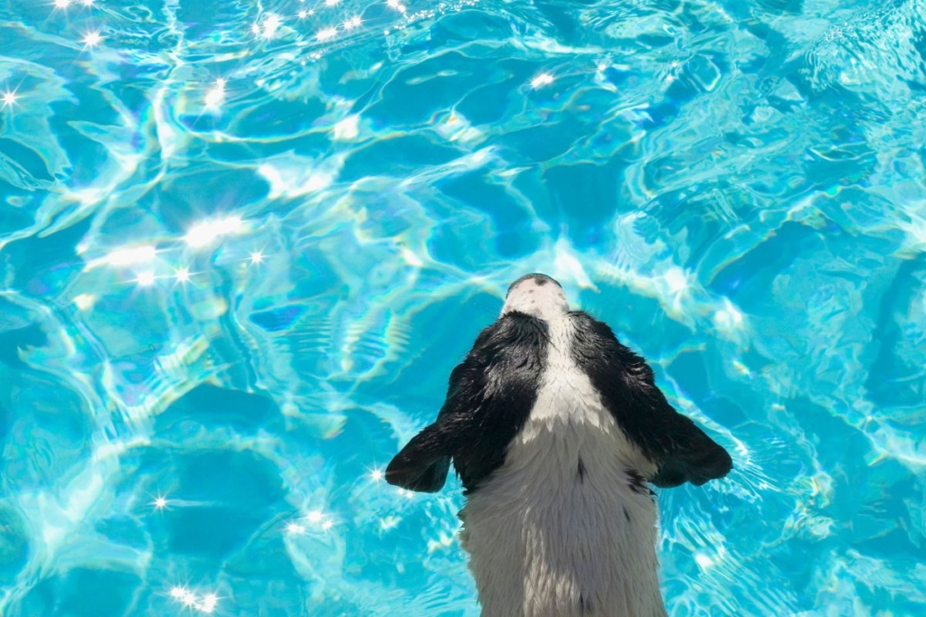 gossos gaudint de les instal·lacions amb piscina del Resort Canino Can Jané.
