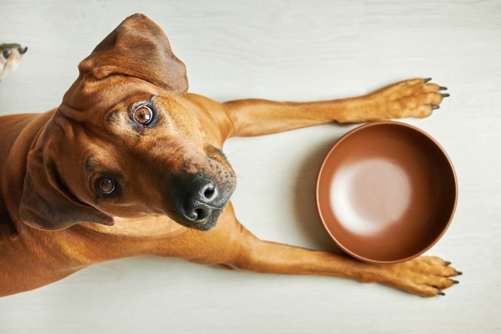 Tutor ofreciendo una pequeña cantidad de alimento a su perro antes de un viaje en tren, siguiendo las recomendaciones veterinarias.
