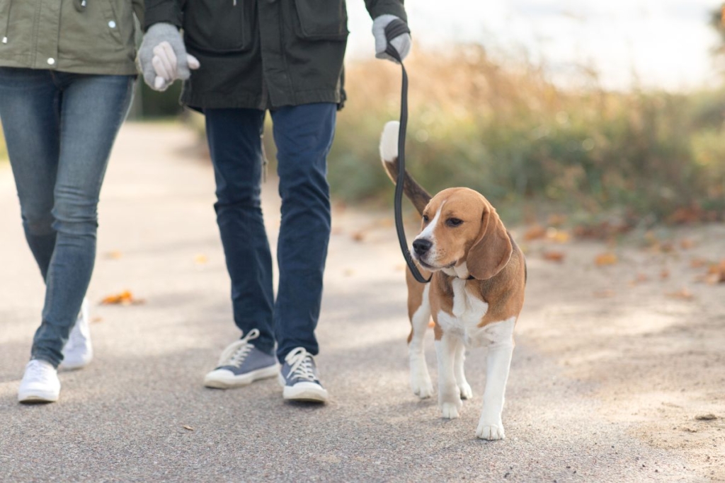 Perro paseando de forma tranquila junto a sus tutores durante un paseo adaptado y saludable.