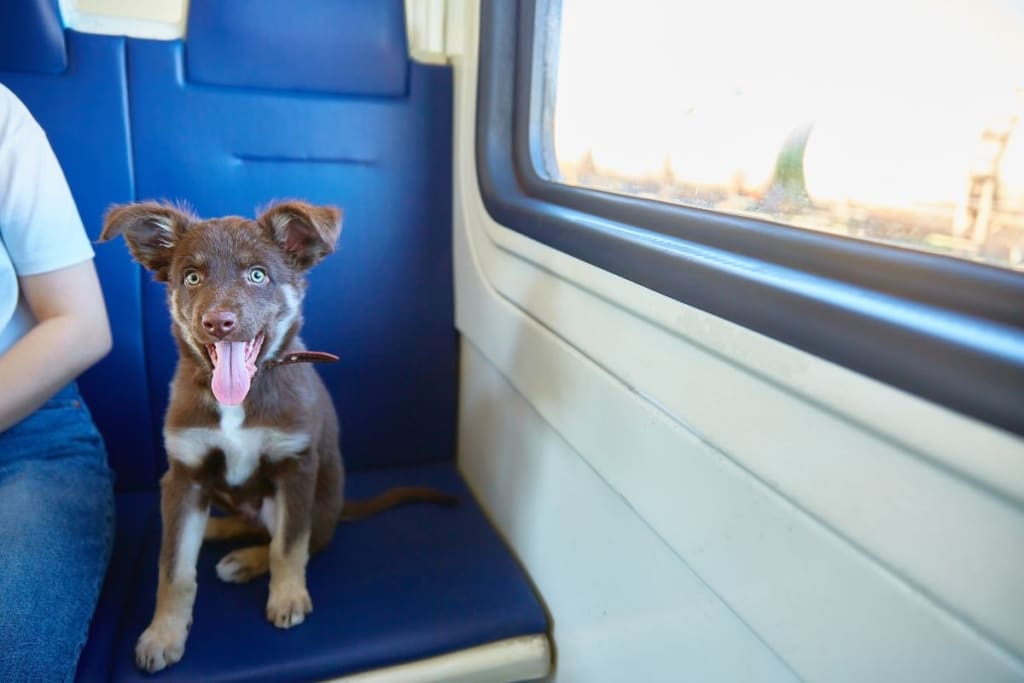 Cachorro de perro que no puede utilizar el servicio de Renfe para perros de más de 10 kg y hasta 40 kg.
