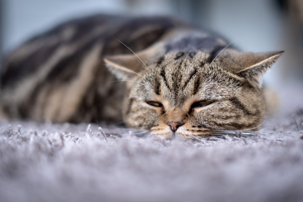 Gato senior descansando en casa con disminución de actividad, ejemplo de detección precoz de cambios compatibles con dolor crónico o artrosis felina mediante observación del comportamiento.