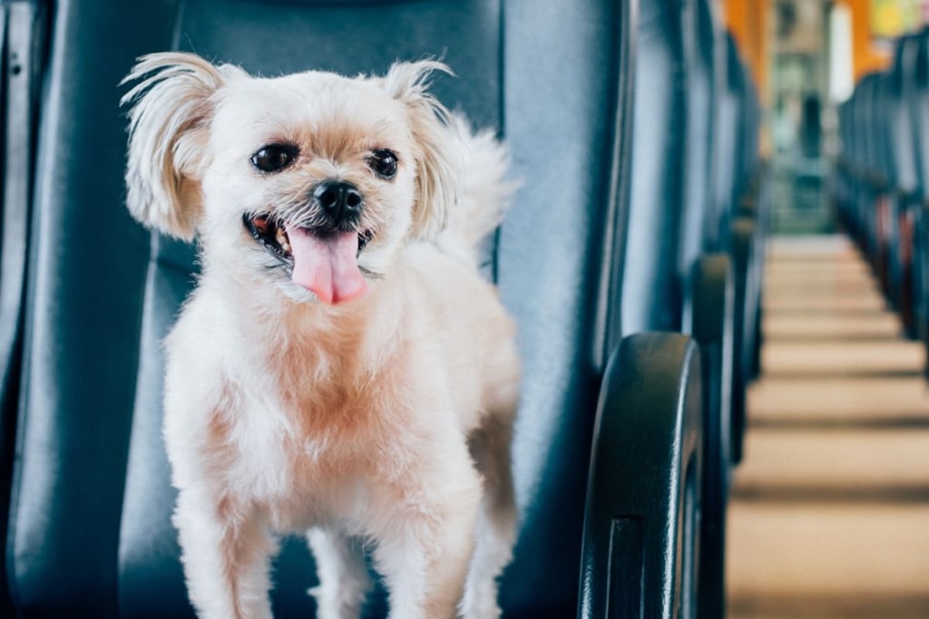 Cartilla sanitaria, pasaporte europeo y documentación necesaria para viajar con un perro en Renfe.
