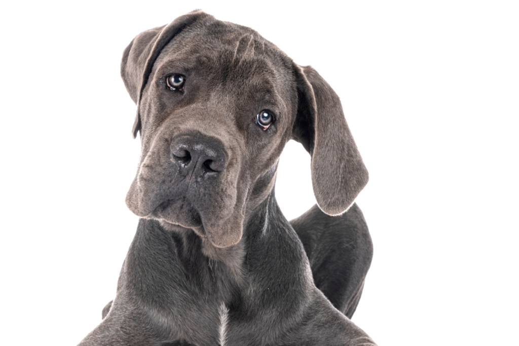 Great Dane, a giant breed in which the timing of spay surgery should be assessed individually based on growth and overall health.
