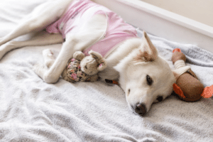 Perra recuperándose tras una cirugía de esterilización en un hospital veterinario.