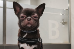 Perro con inflamación facial y párpados hinchados compatibles con angioedema tras una posible picadura de insecto.
