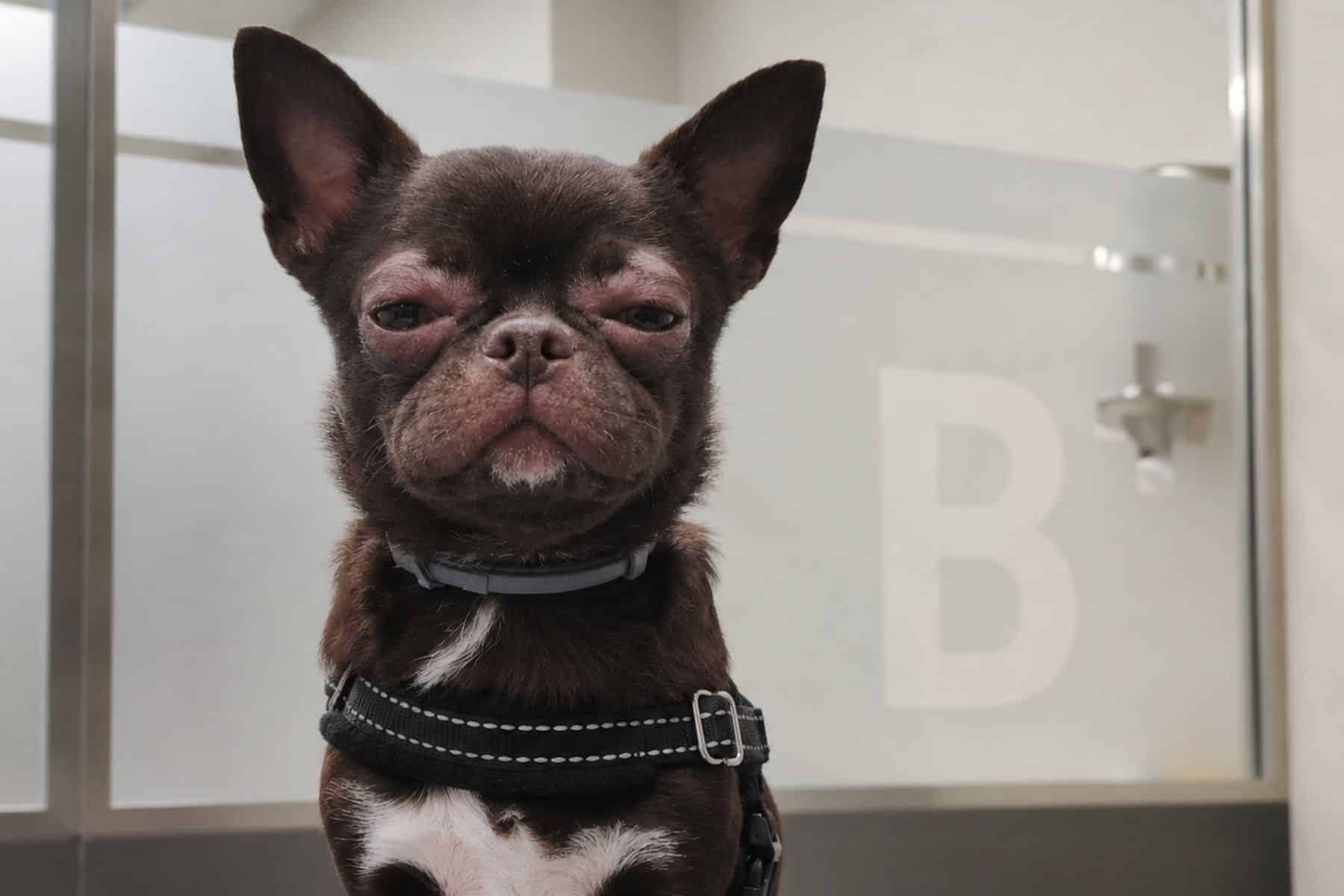 Perro con inflamación facial y párpados hinchados compatibles con angioedema tras una posible picadura de insecto.
