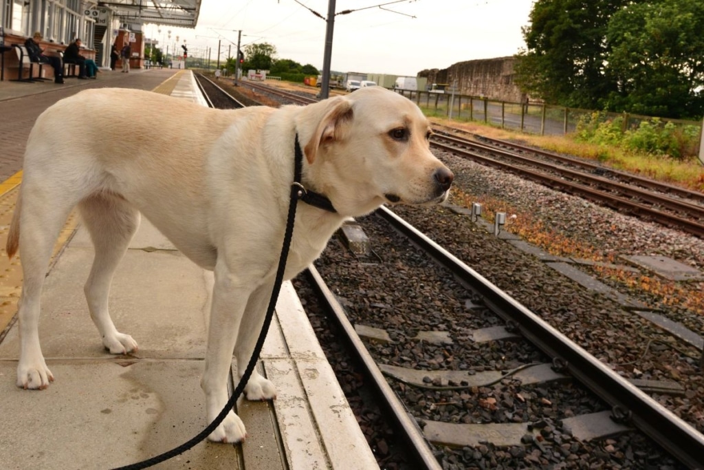 Perro esperando junto a su tutor en el andén de una estación antes de viajar en un tren de Renfe.
