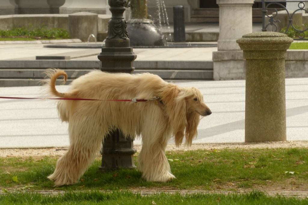 Perro orinando durante un paseo en ciudad mientras explora el entorno urbano.