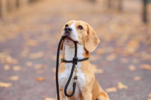 Perro paseando tranquilo por una calle de Barcelona durante un paseo urbano saludable.