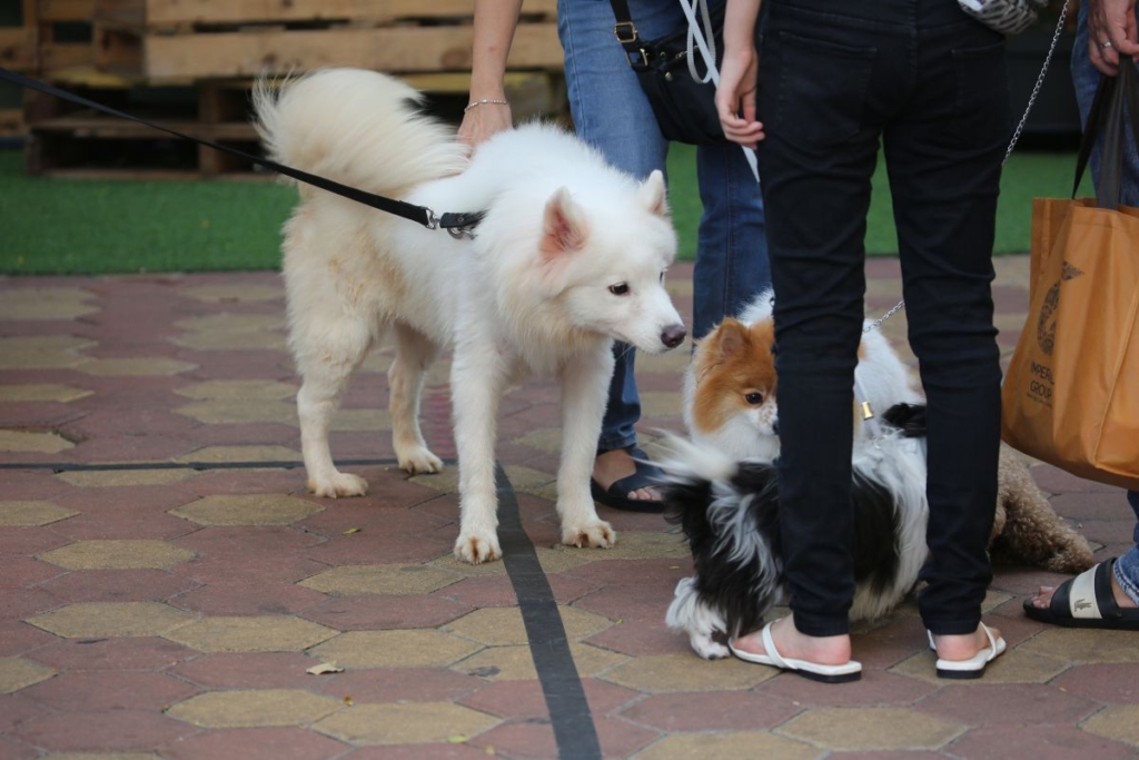 perros interactuando de forma tranquila durante un paseo con experiencias positivas.