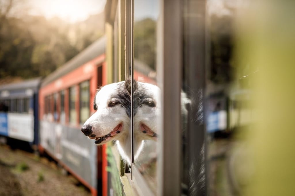 Perro de más de 10 kg viajando correctamente en el espacio asignado dentro de un tren de Renfe.
