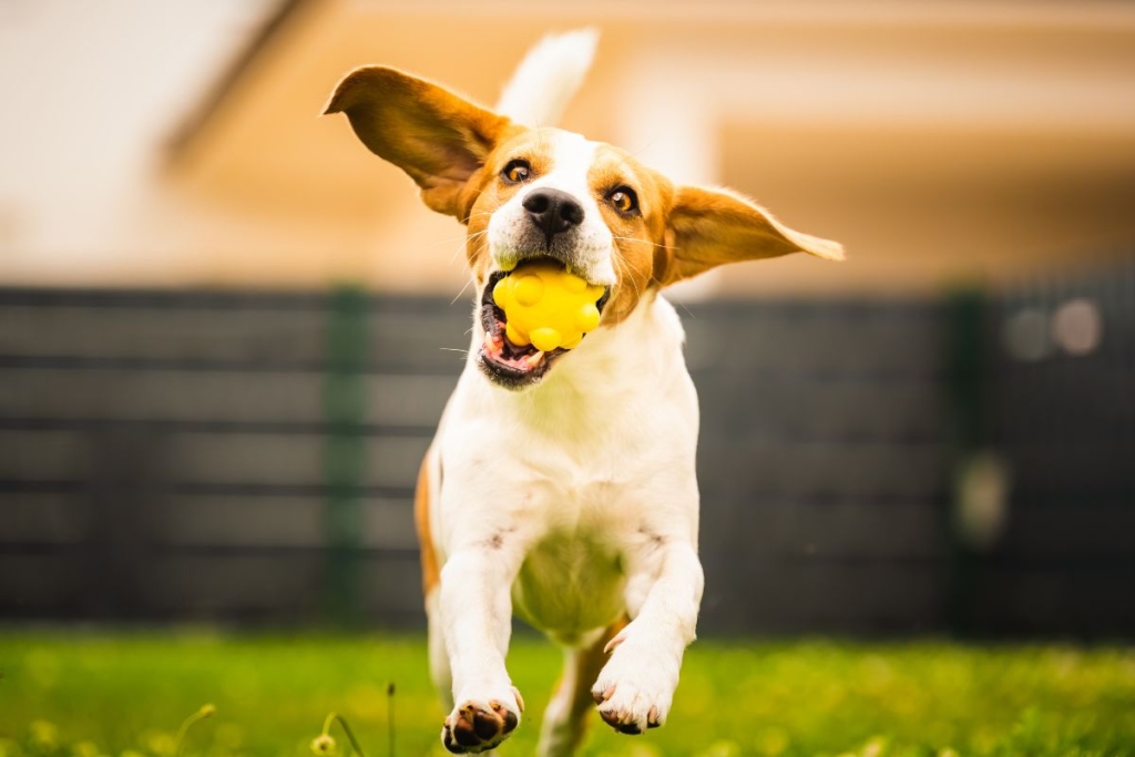 Female dog enjoying an active life after recovering from spay surgery.
