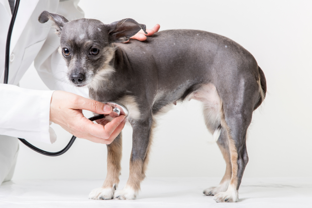 Veterinary check-up of an unspayed female dog as part of a preventive healthcare and regular monitoring plan.
