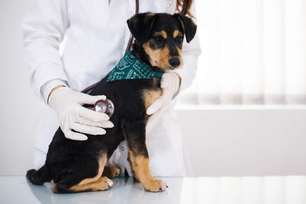Veterinary examination of a female dog before spay surgery.
