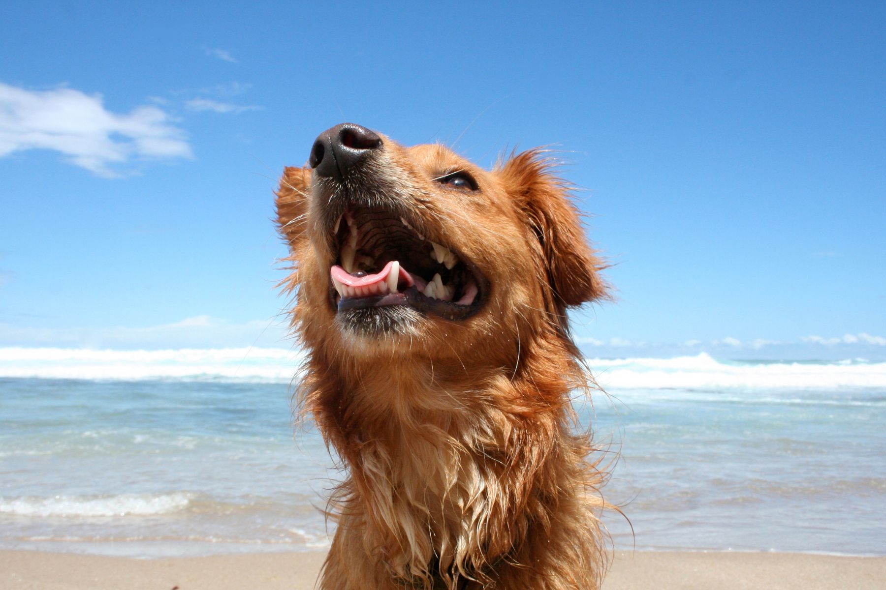 Perro en una playa durante el verano, una época en la que aumentan los riesgos de golpe de calor, deshidratación y exposición a parásitos.
