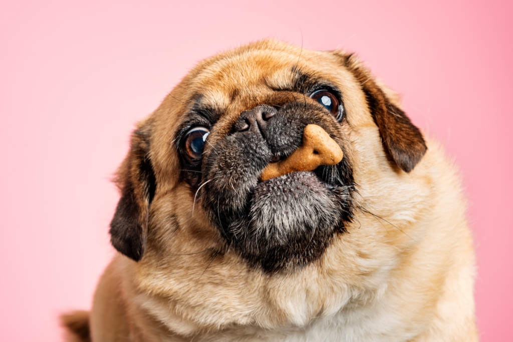 Female dog holding a treat in its mouth, illustrating the importance of weight control and nutrition after spaying.