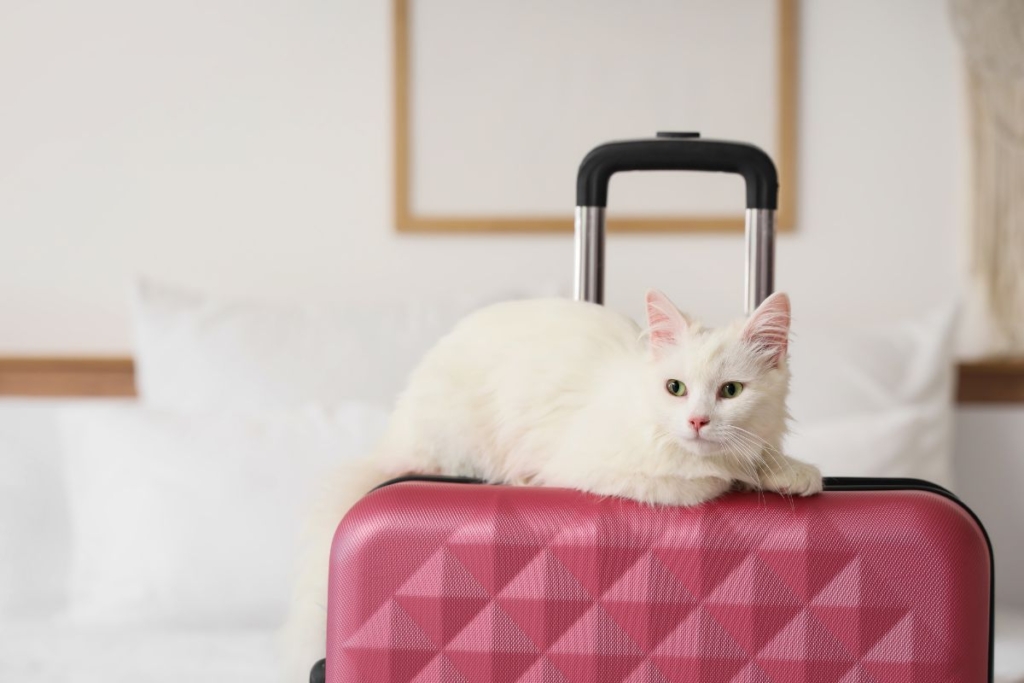 Gat al costat d’una maleta abans d’un viatge d’estiu, una imatge relacionada amb la preparació de desplaçaments i vacances.
