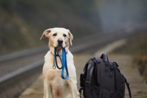Perro viajando junto a su tutor en un tren de Renfe cumpliendo la normativa para viajar con mascotas.