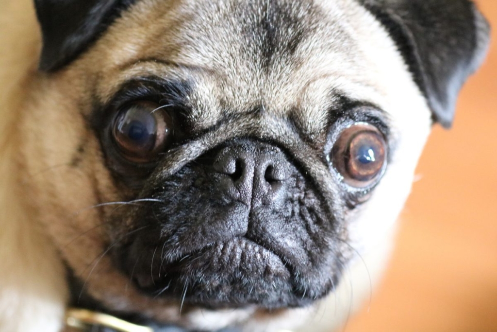 Perro braquicéfalo con hocico corto y ojos prominentes, características de una conformación facial acentuada.