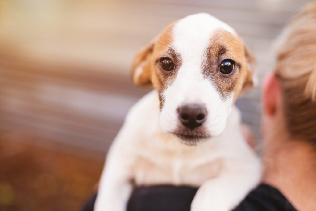 Cachorro en un hogar temporal durante una acogida
