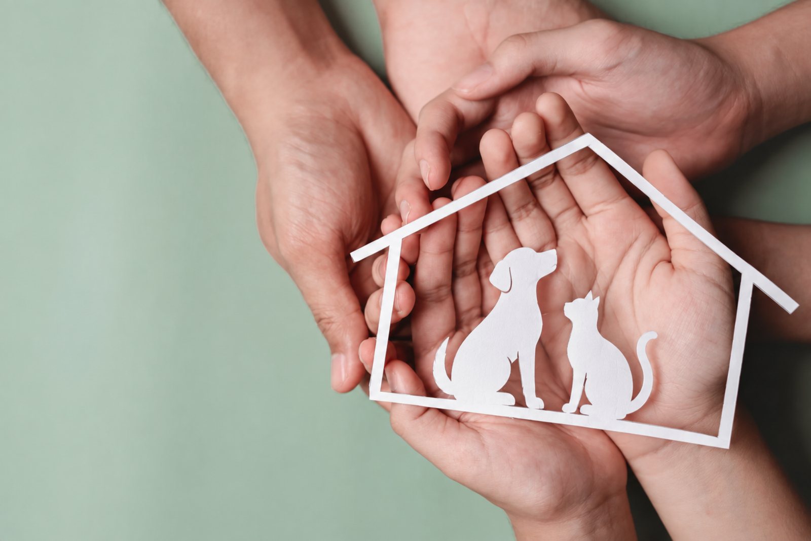 Perro y gato en un hogar temporal como casa de acogida en Barcelona
