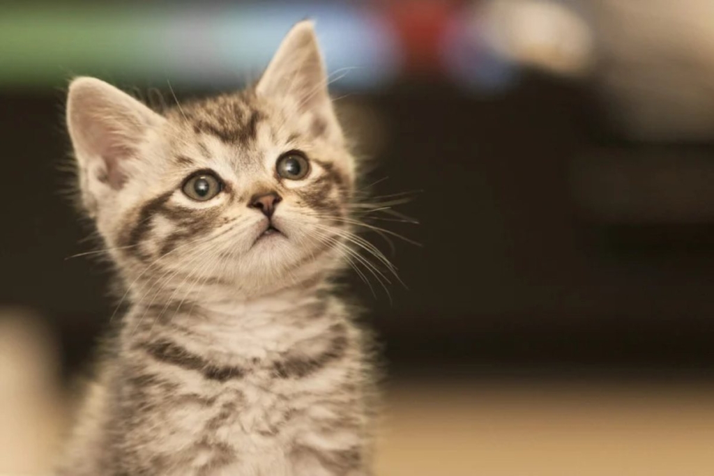 Gatito que puede necesitar una casa de acogida temporal