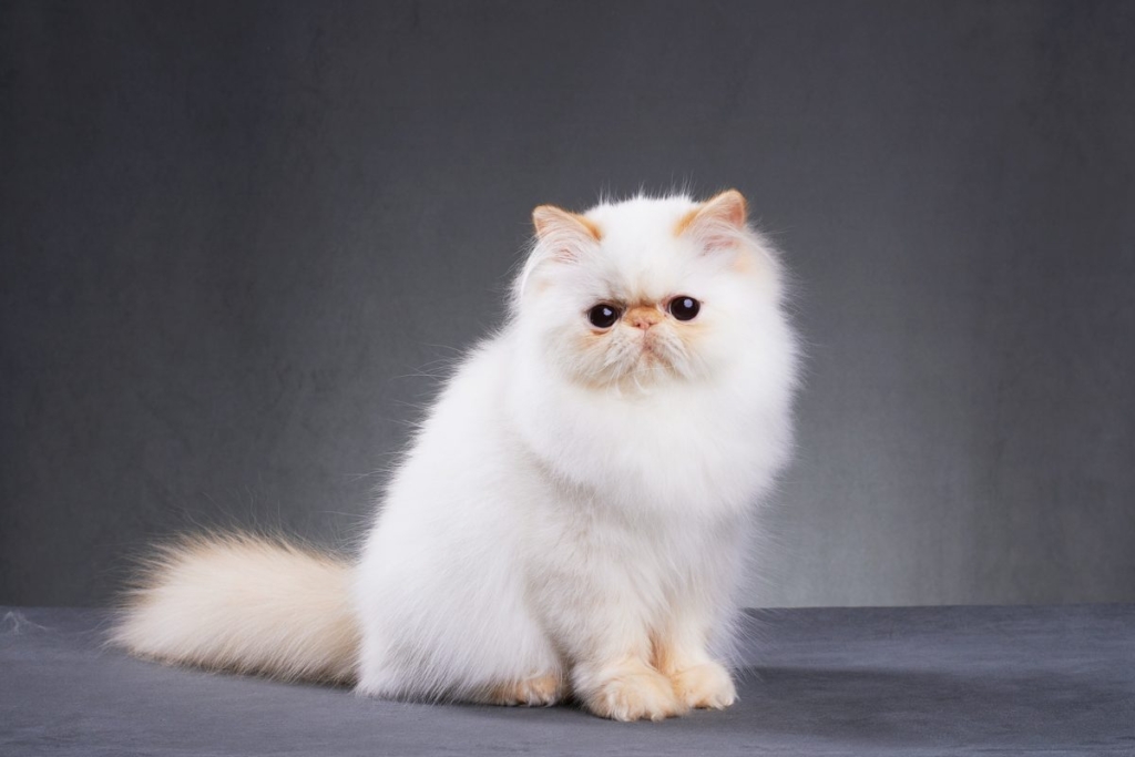 Gato persa con cara aplanada y hocico muy corto, características de la braquicefalia felina.