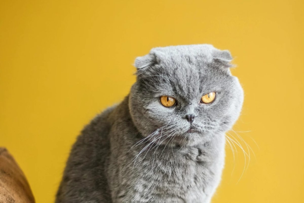 Gato Scottish Fold con las características orejas plegadas de esta raza.