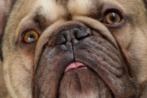 Perro braquicéfalo con hocico muy corto y rasgos faciales marcados.