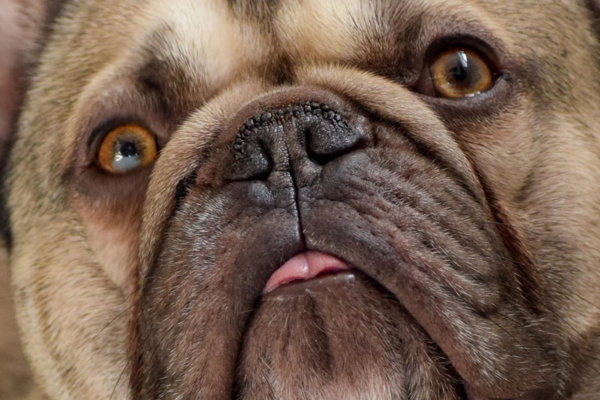 Perro braquicéfalo con hocico muy corto y rasgos faciales marcados.