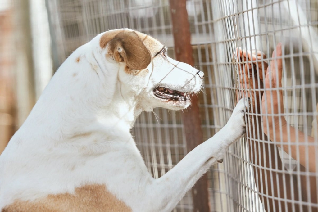 Perro en un refugio que puede necesitar una casa de acogida