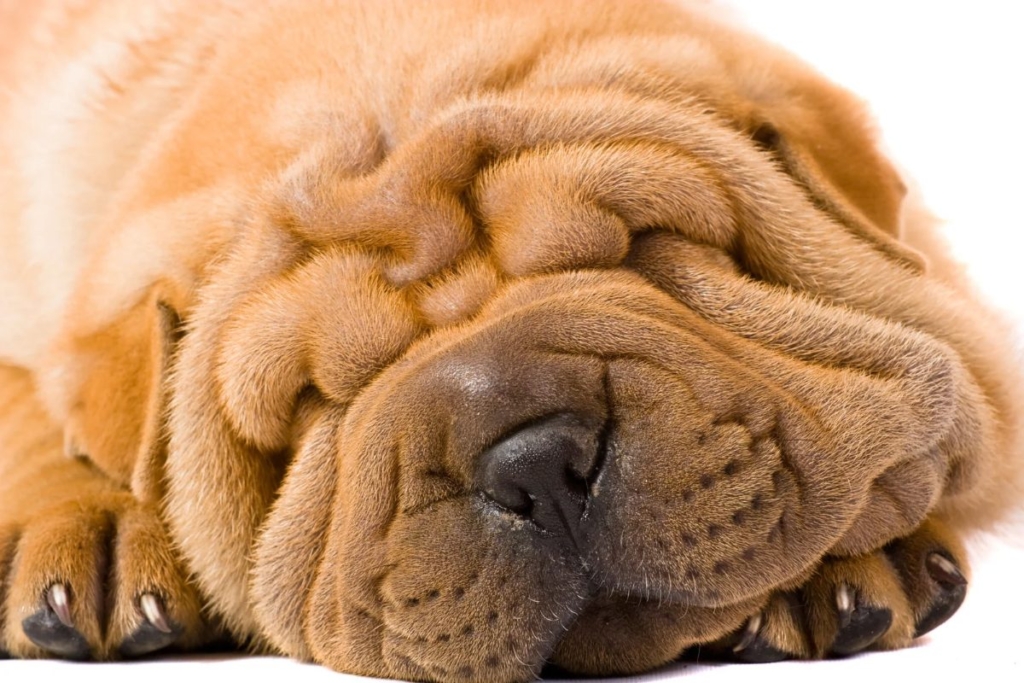 Perro Shar Pei con pliegues cutáneos muy pronunciados en la cabeza y la cara.