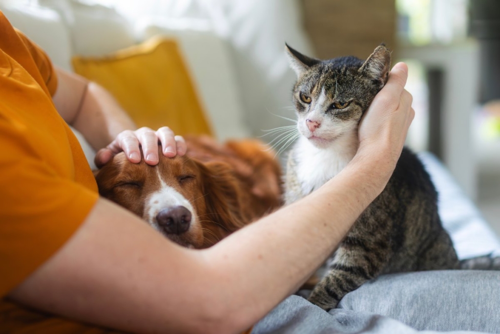 Tutor acompañando a su perro y su gato en casa como parte de la preparación ante una emergencia.